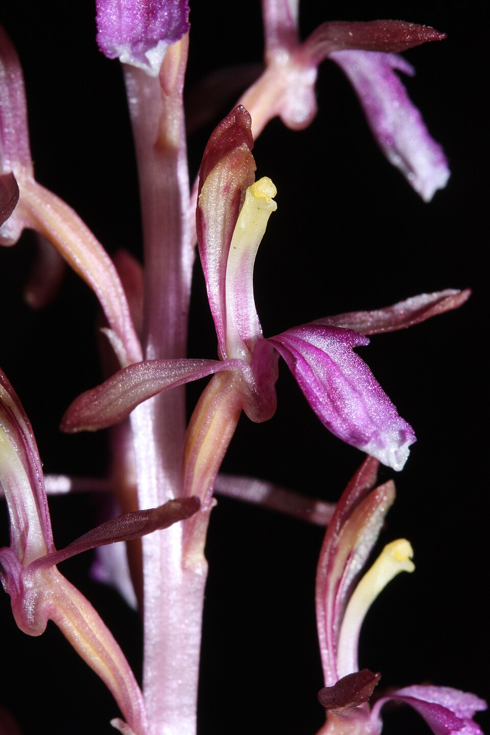 Corallorhiza mertensiana (Pacific coralroot) (alternate view 7)