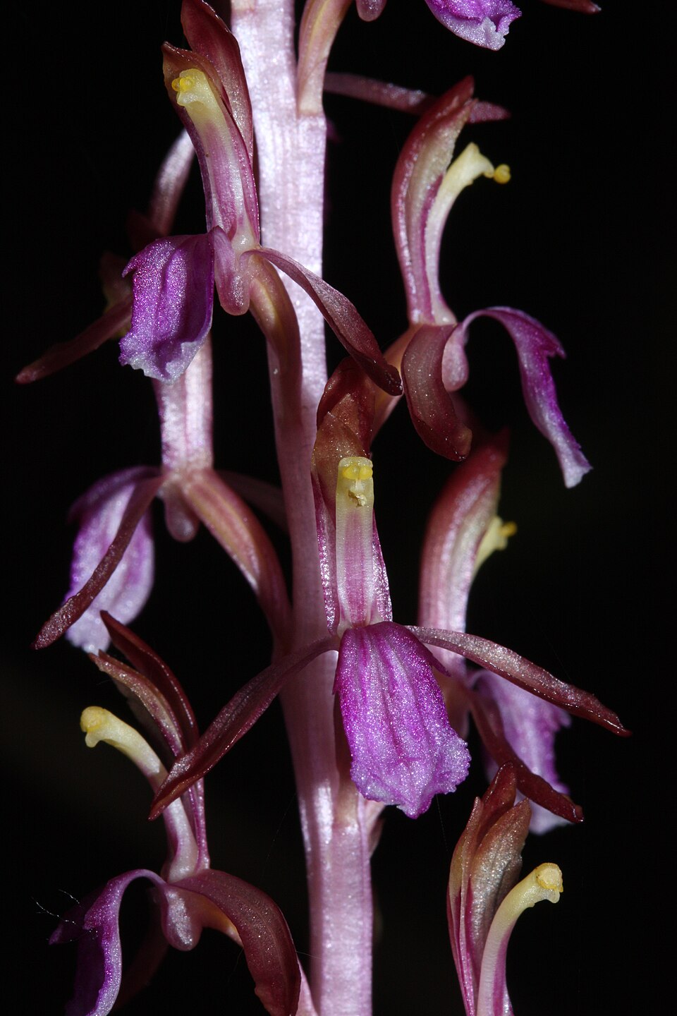 Corallorhiza mertensiana (Pacific coralroot) (alternate view 8)