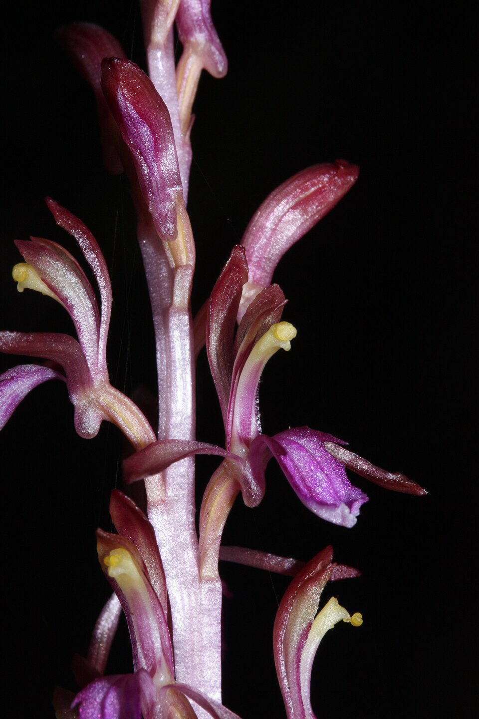 Corallorhiza mertensiana (Pacific coralroot) (alternate view 9)