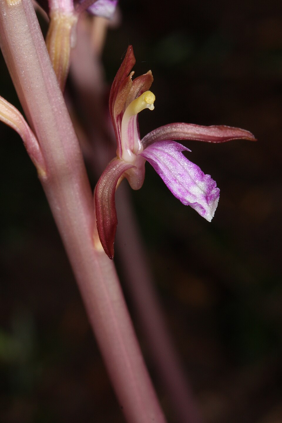 Corallorhiza mertensiana (Pacific coralroot) (alternate view 10)
