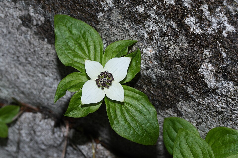 Cornus unalaschkensis (bunchberry) (alternate view 7)