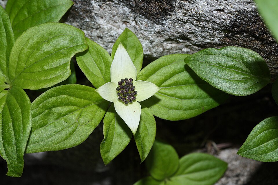 Cornus unalaschkensis (bunchberry) (alternate view 8)