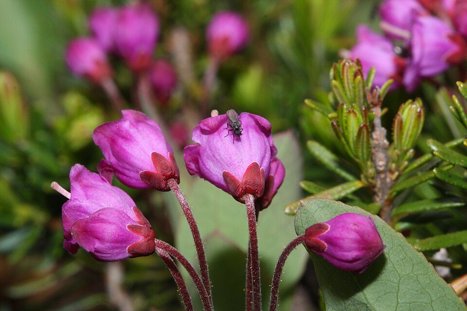 Phyllodoce empetriformis (pink mountainheath) (alternate view 8)