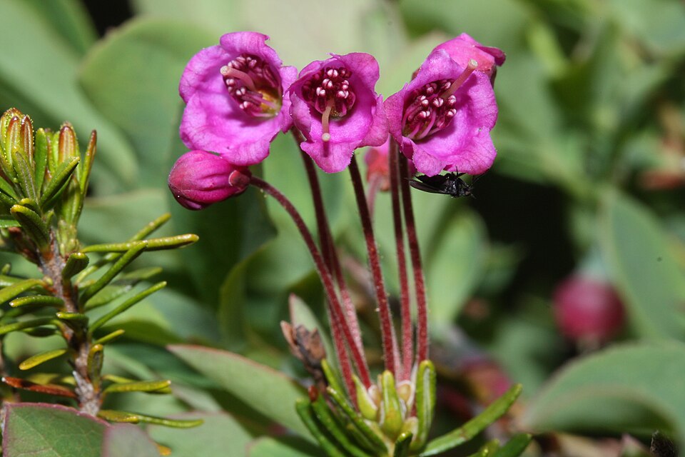 Phyllodoce empetriformis (pink mountainheath) (alternate view 9)