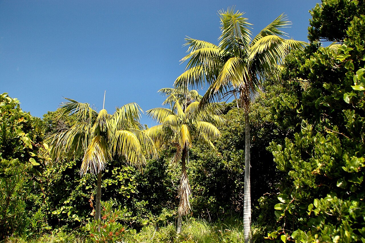 Howea forsteriana, Kentia palm — upright evergreen (Arecaceae) (image 2 of 10)
