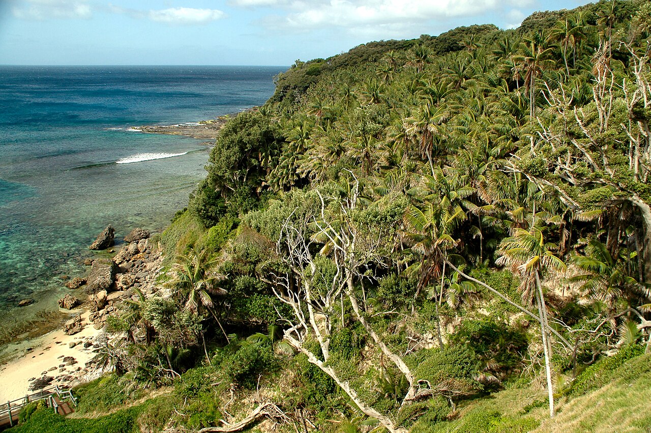 Howea forsteriana, Kentia palm — upright evergreen (Arecaceae) (image 3 of 10)