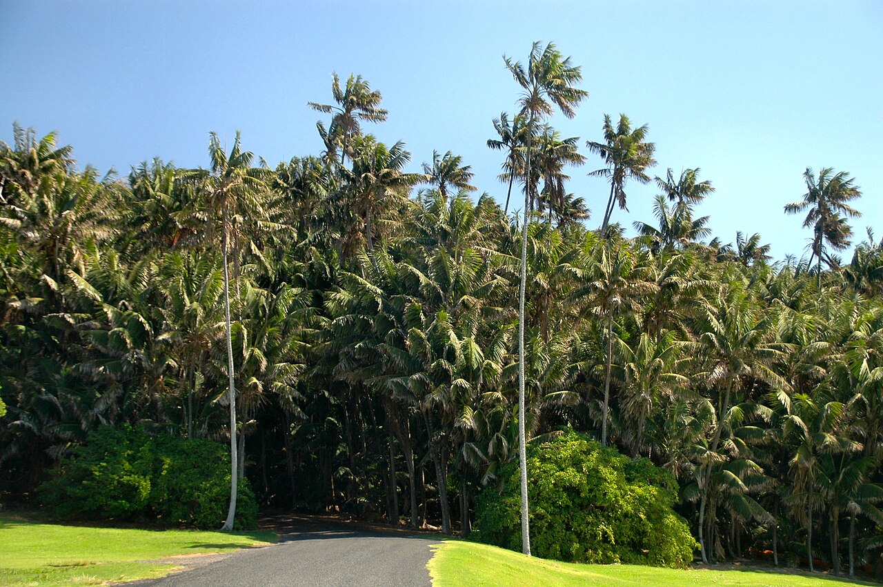 Howea forsteriana, Kentia palm — upright evergreen (Arecaceae) (image 4 of 10)