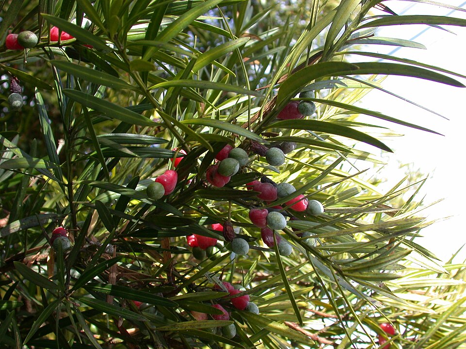 Podocarpus macrophyllus (Buddhist pine) (alternate view 10)