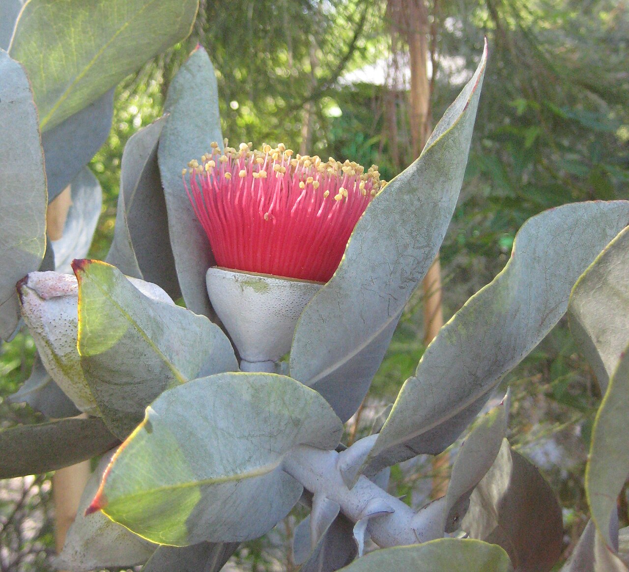 Eucalyptus macrocarpa, Mottlecah — upright evergreen (Myrtaceae) (image 2 of 10)