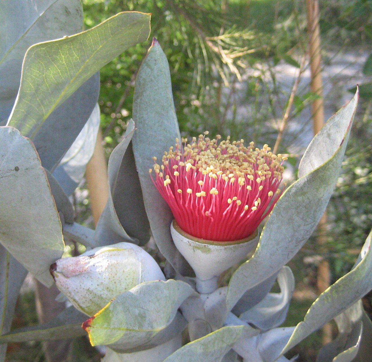 Eucalyptus macrocarpa, Mottlecah — upright evergreen (Myrtaceae) (image 3 of 10)