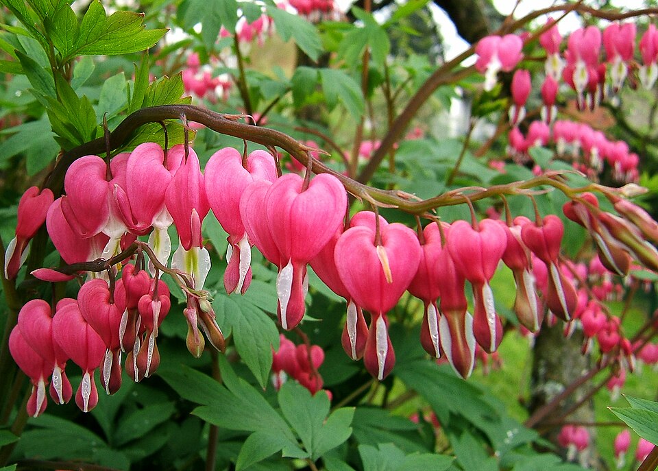 Lamprocapnos spectabilis (bleeding heart)