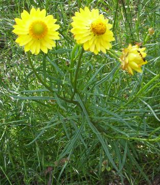 Xerochrysum bracteatum (Golden Everlasting)