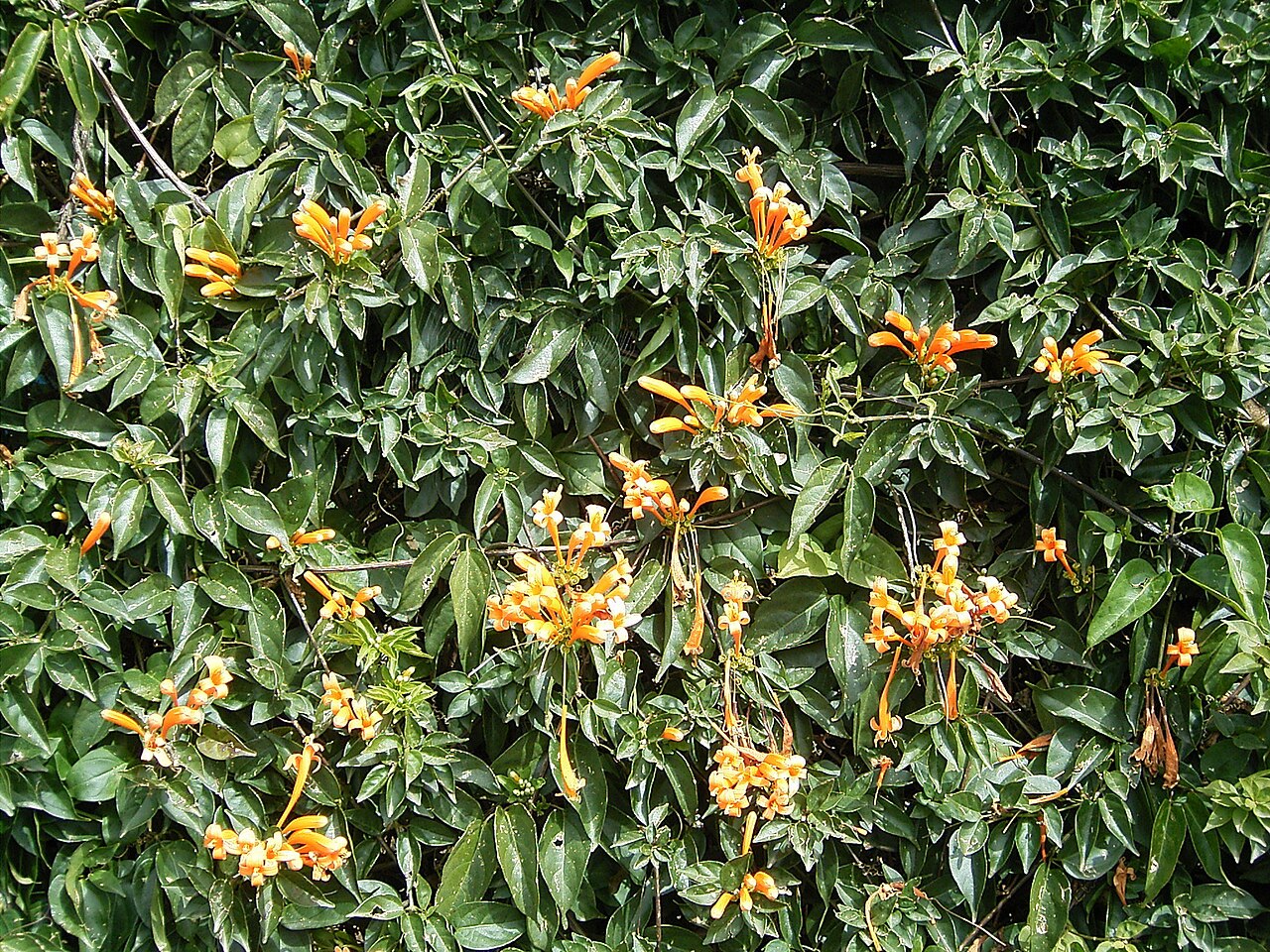 Pyrostegia venusta, Flame vine — climbing evergreen (Bignoniaceae) (image 4 of 10)