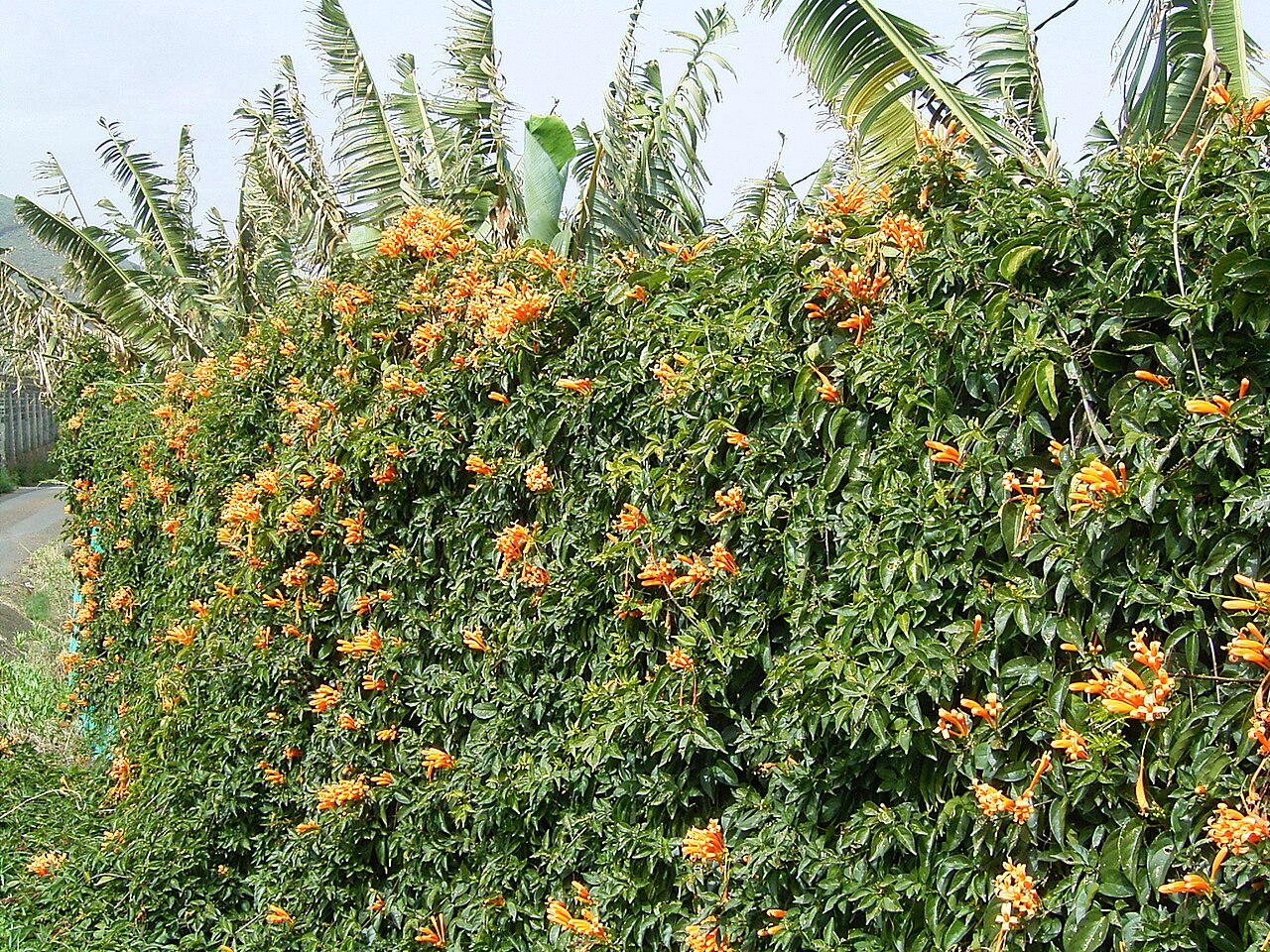 Pyrostegia venusta, Flame vine — climbing evergreen (Bignoniaceae) (image 5 of 10)