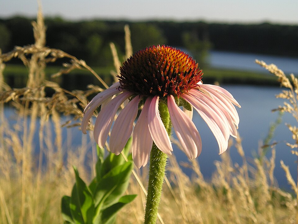 Echinacea angustifolia (Narrow-leaved Coneflower) (alternate view 9)