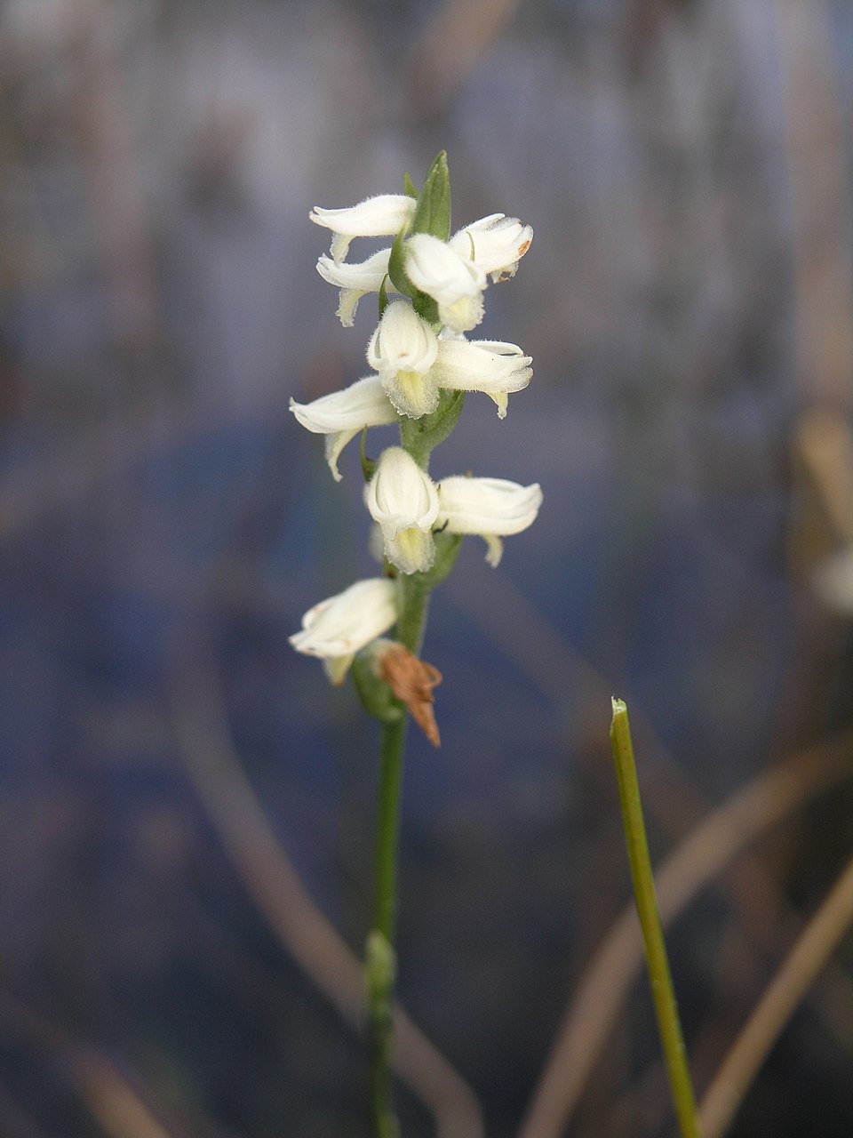 Spiranthes vernalis (Spring Ladies' Tresses) (alternate view 7)