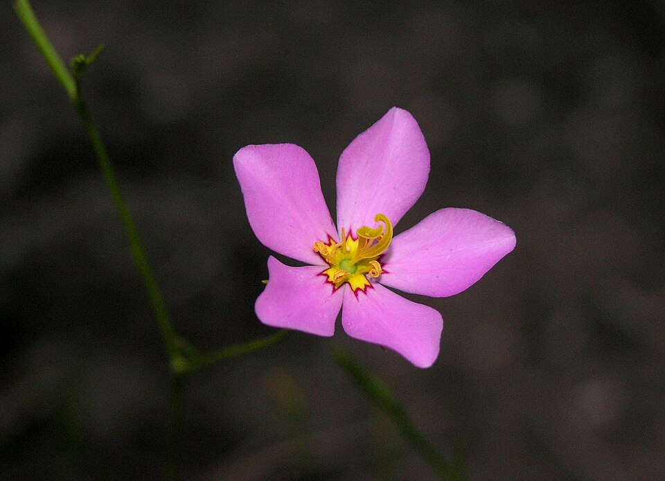 Sabatia stellaris (marsh pink) (alternate view 4)
