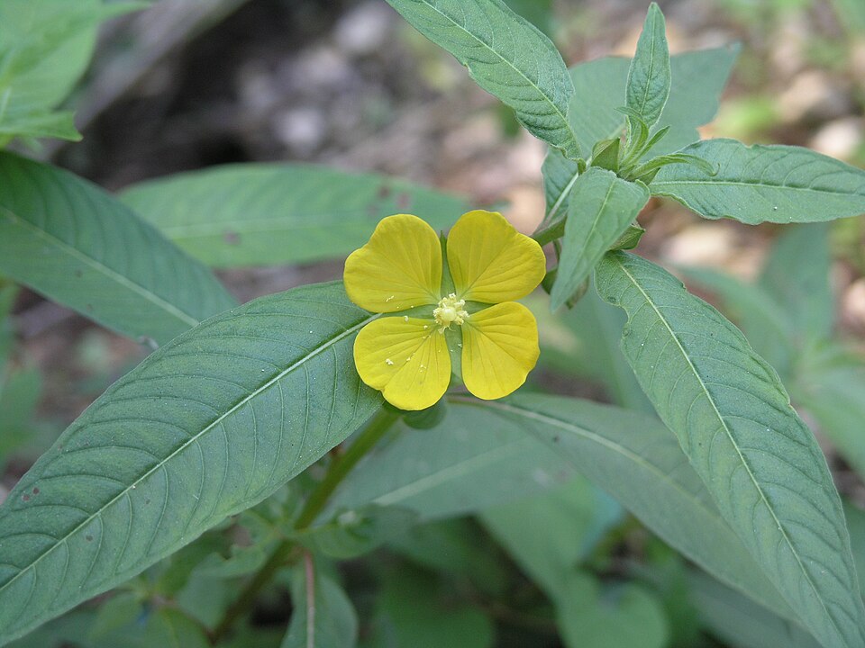 Ludwigia octovalvis (Mexican Primrose-willow) (alternate view 8)
