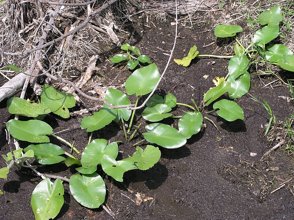 Nuphar advena (spatterdock) (alternate view 3)