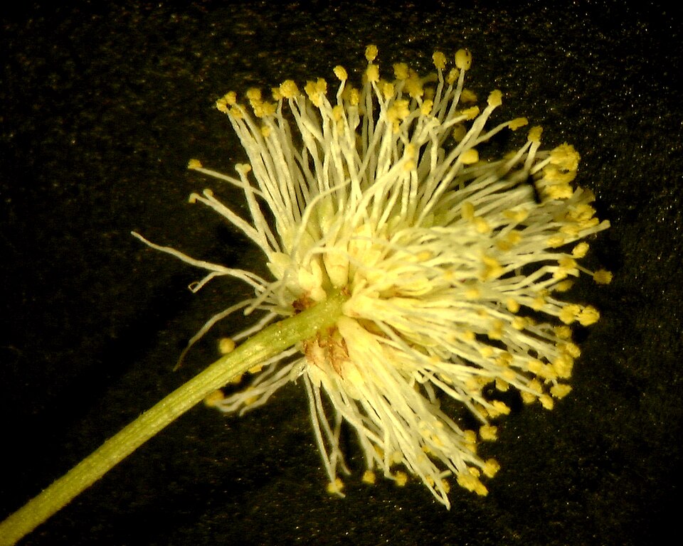 Desmanthus illinoensis (Illinois bundleflower) (alternate view 7)