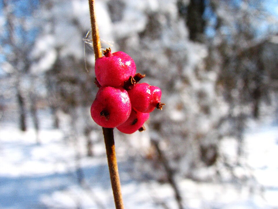 Symphoricarpos orbiculatus (coralberry)