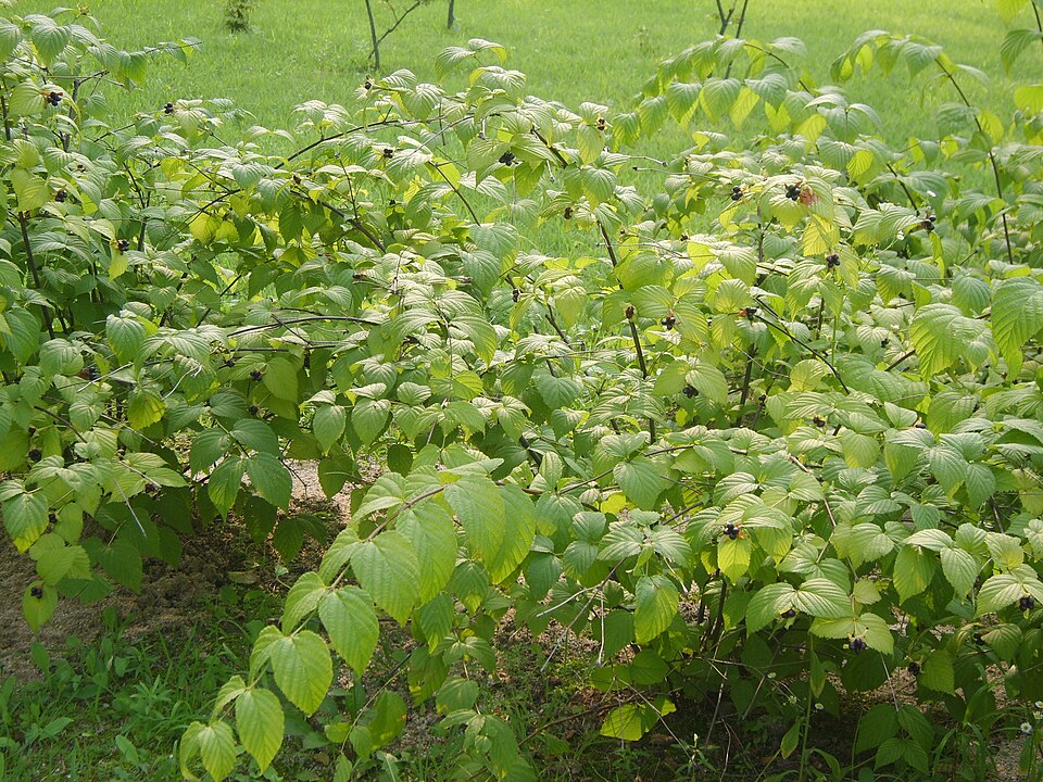 Rhodotypos scandens (jetbead) (alternate view 9)