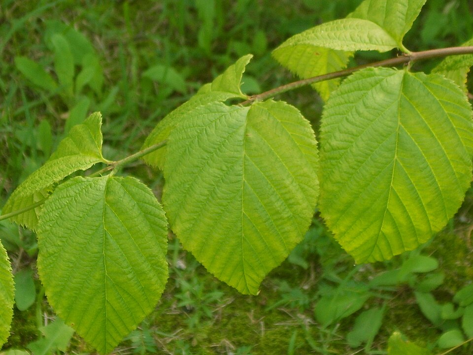 Rhodotypos scandens (jetbead) (alternate view 10)