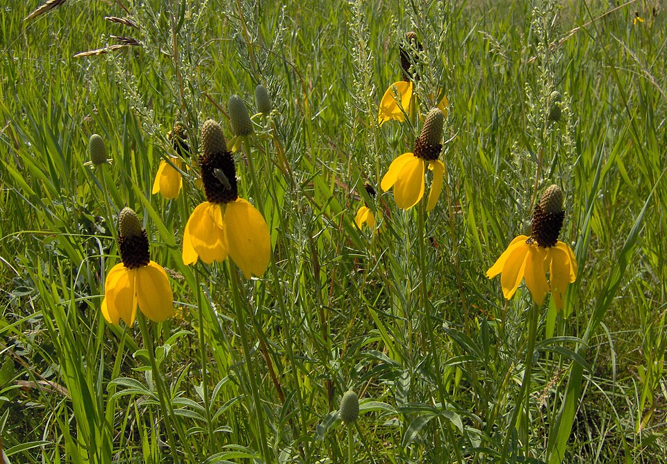 Ratibida columnifera (upright prairie coneflower)