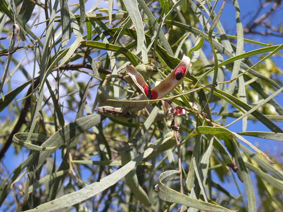 Acacia salicina (Willow Acacia) (alternate view 5)