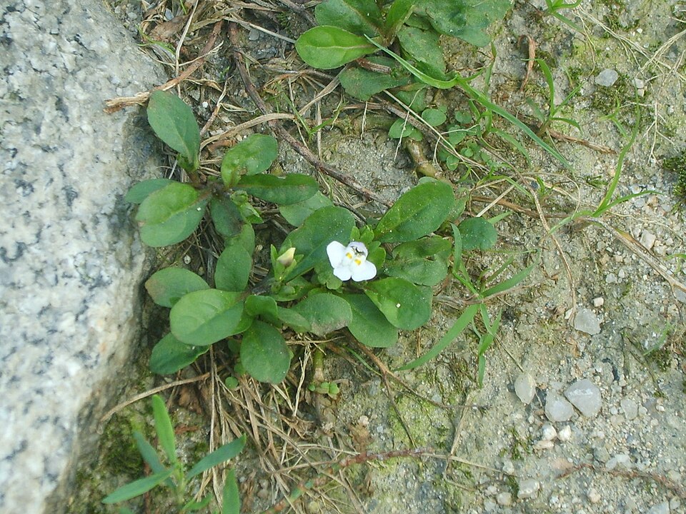 Mazus pumilus (Asian mazus) (alternate view 4)