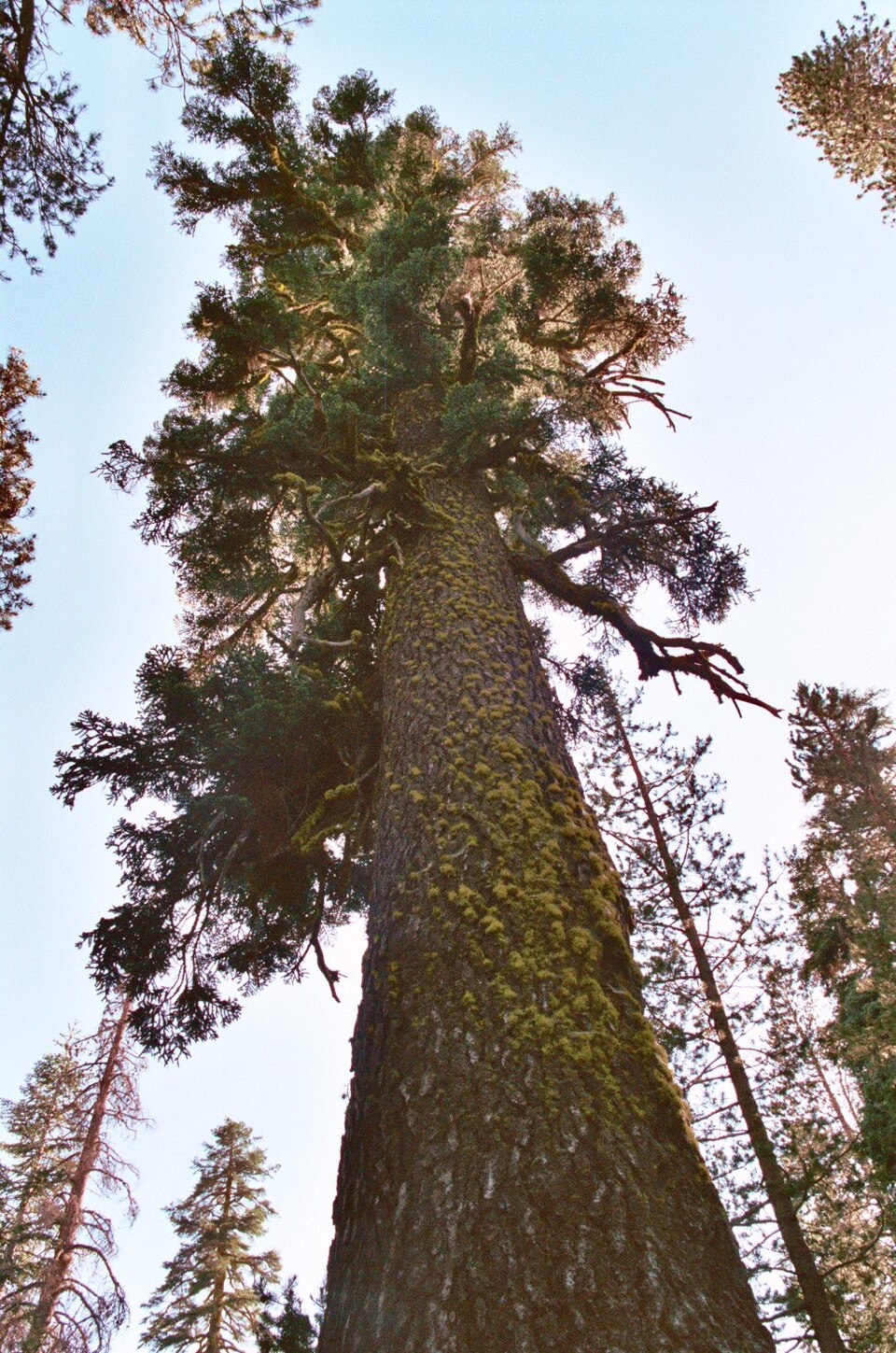 Abies magnifica (California Red Fir) (alternate view 10)