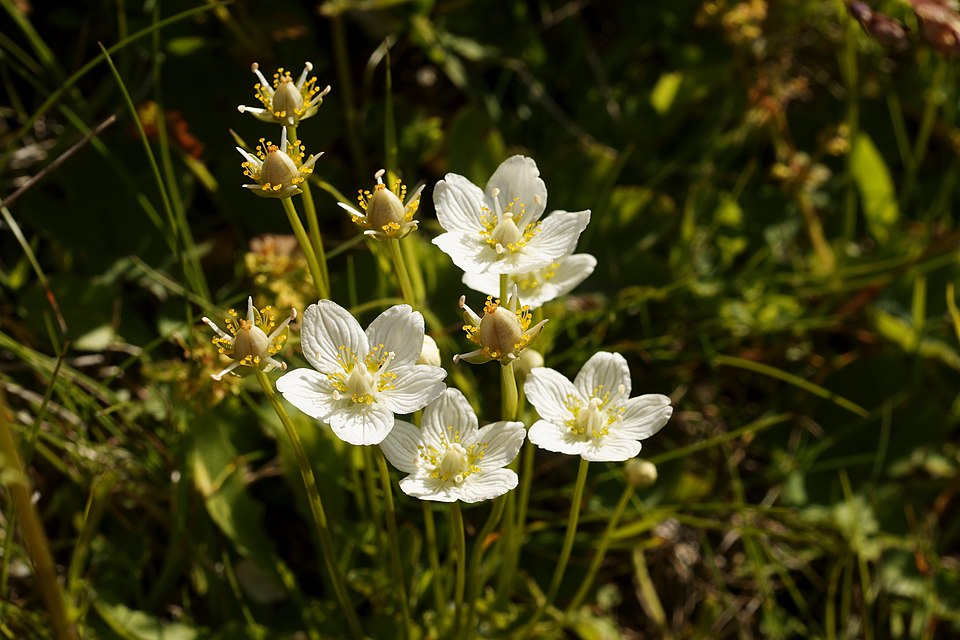 Parnassia palustris (marsh grass-of-Parnassus)