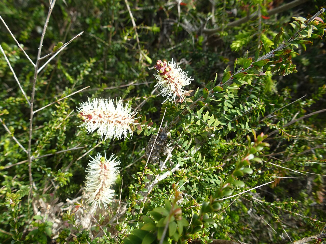 Melaleuca spp., bottlebrushes — evergreen (Myrtaceae) (image 15 of 15)