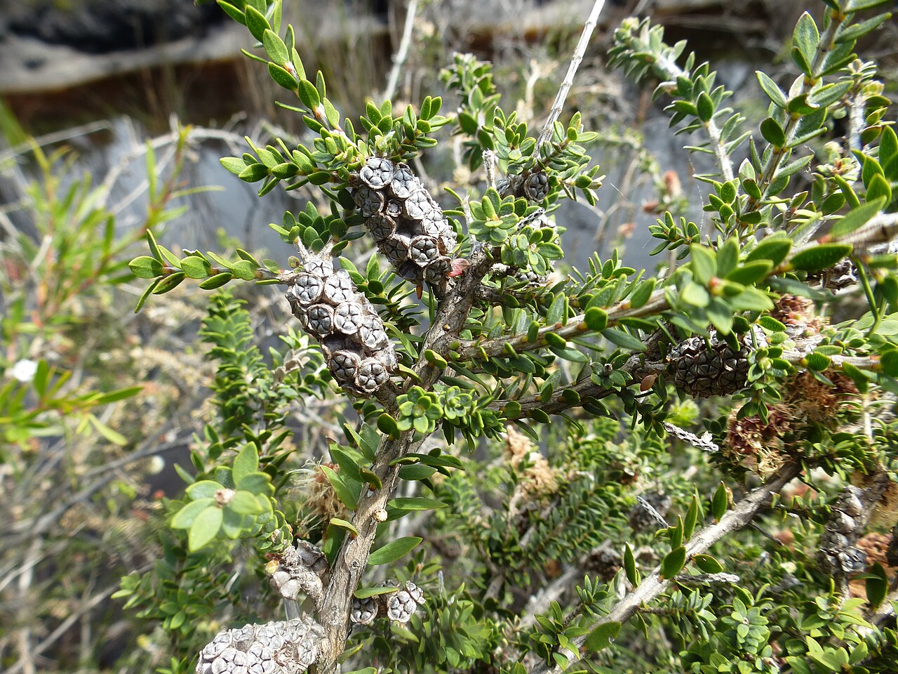 Melaleuca incana, Grey honey myrtle — upright evergreen (Myrtaceae) (image 2 of 10)