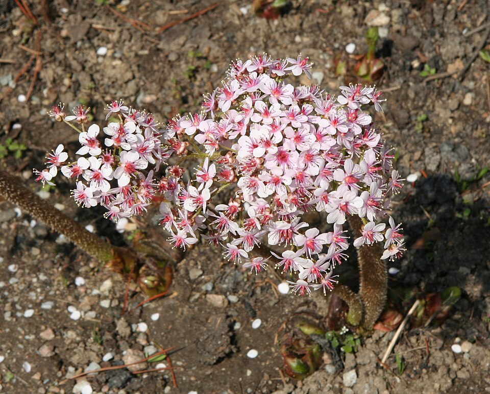 Darmera peltata (umbrella plant) (alternate view 9)
