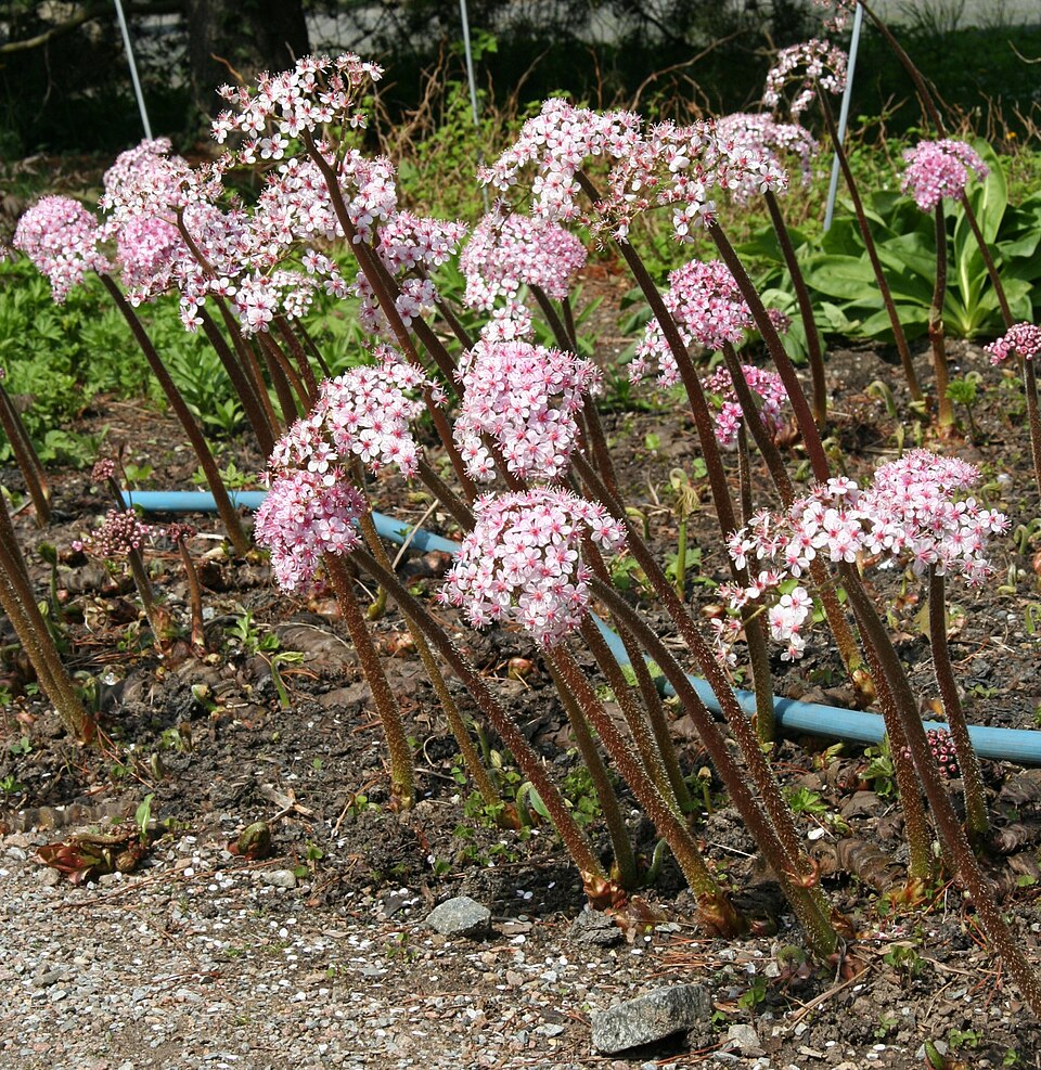 Darmera peltata (umbrella plant) (alternate view 10)