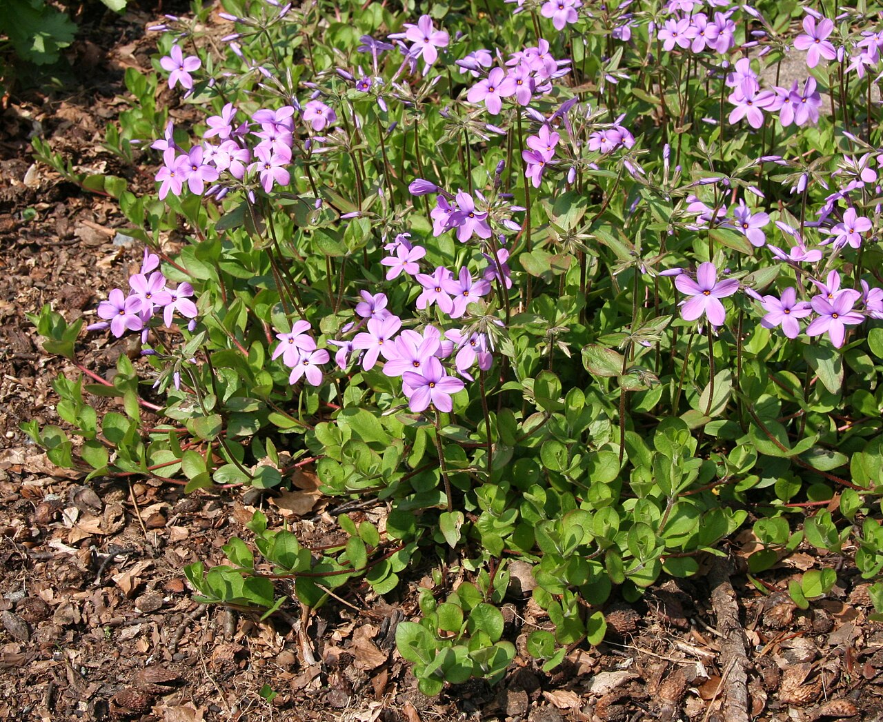 Phlox stolonifera, Creeping phlox — spreading semi-evergreen (Polemoniaceae) (image 2 of 10)