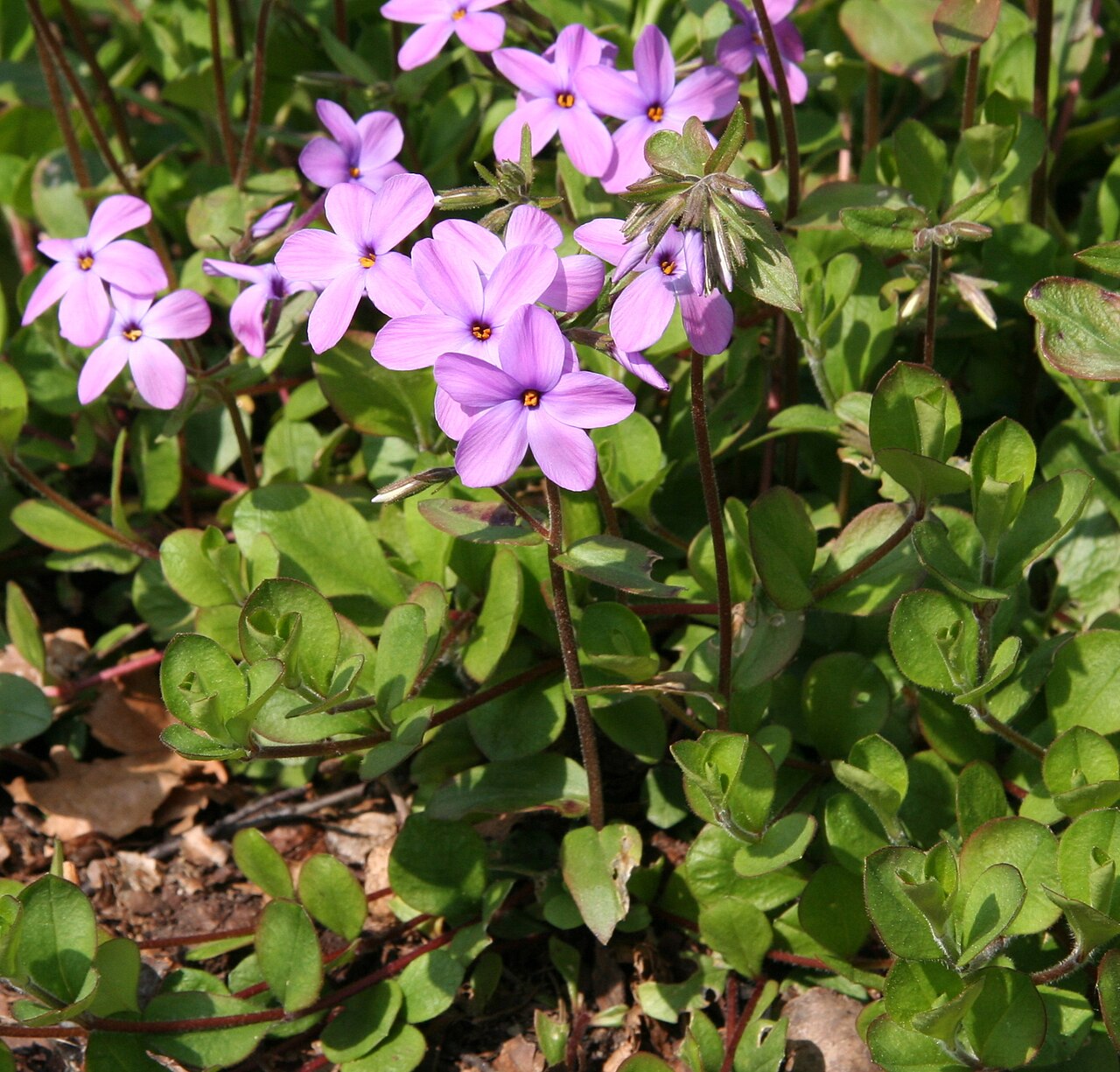 Phlox stolonifera, Creeping phlox — spreading semi-evergreen (Polemoniaceae) (image 3 of 10)