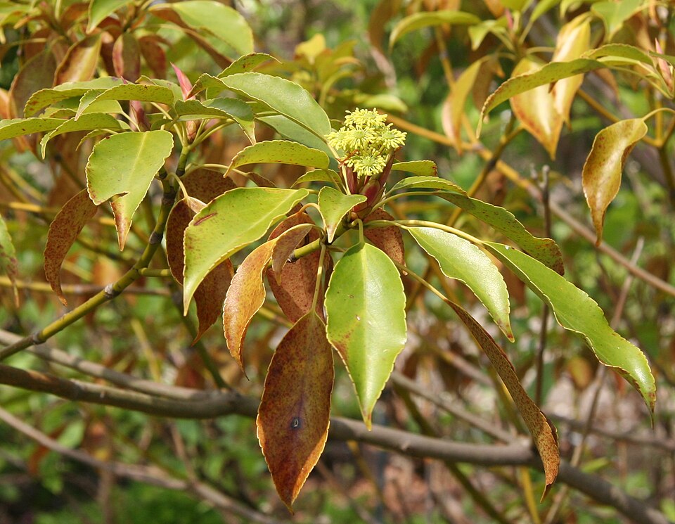 Trochodendron aralioides (alternate view 6)