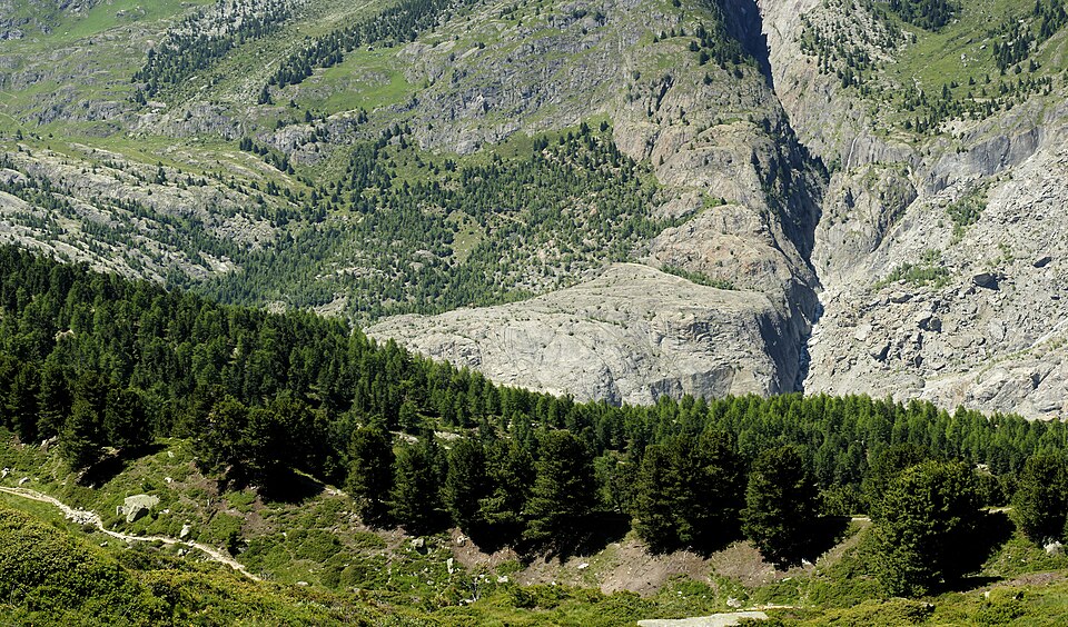 Larix decidua (European Larch) (alternate view 8)