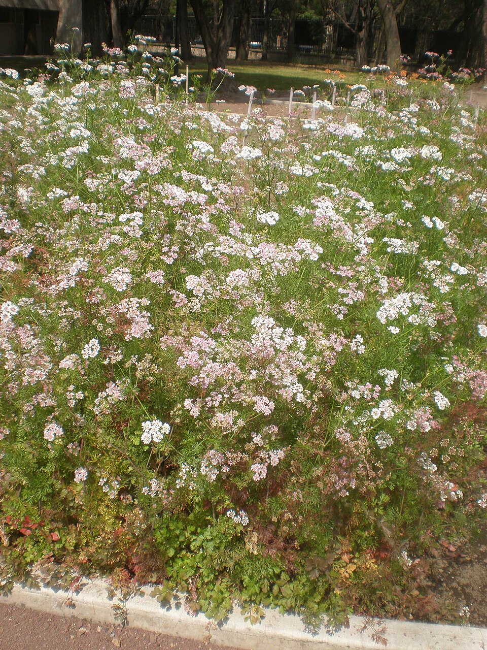 Coriandrum sativum (Cilantro) (alternate view 9)