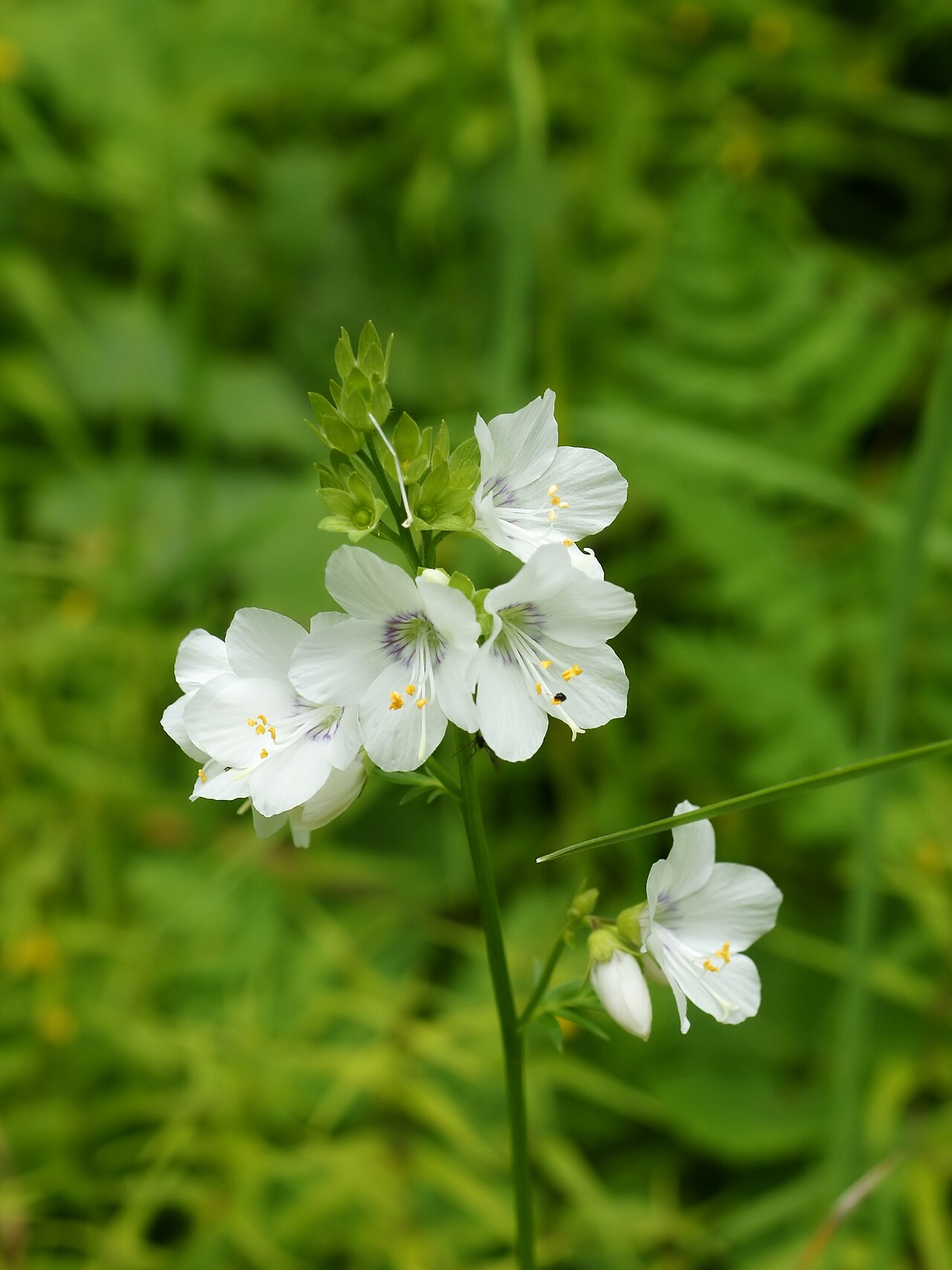 Polemonium caeruleum, Jacob's ladder — clumping deciduous (Polemoniaceae) (image 1 of 10)