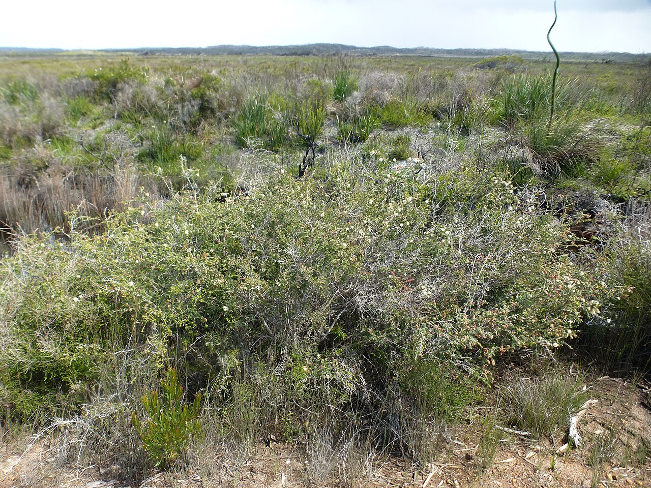 Melaleuca incana, Grey honey myrtle — upright evergreen (Myrtaceae) (image 3 of 10)
