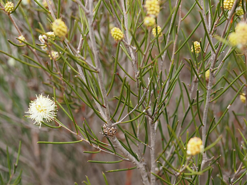 Melaleuca uncinata (broombush)