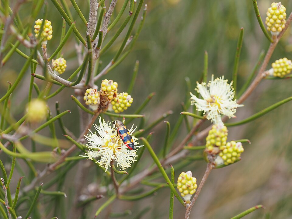 Melaleuca uncinata (broombush) (alternate view 2)
