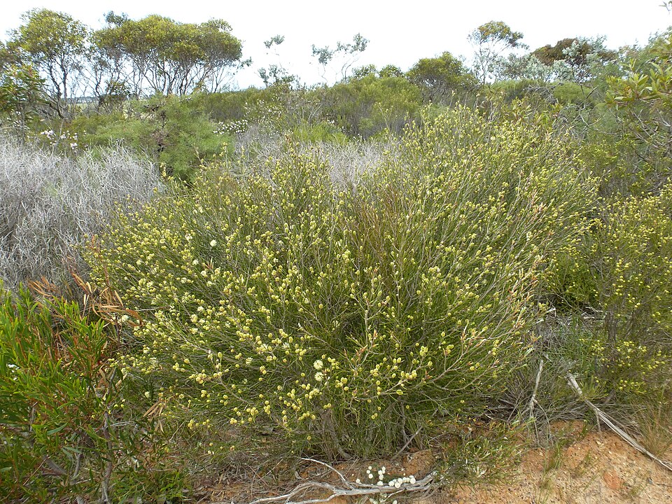 Melaleuca uncinata (broombush) (alternate view 3)