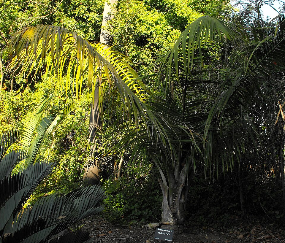 Ravenea rivularis (Majesty Palm) (alternate view 4)