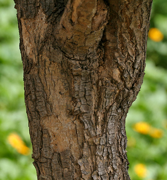 Erythrina crista-galli (Cockspur coral tree) (alternate view 7)