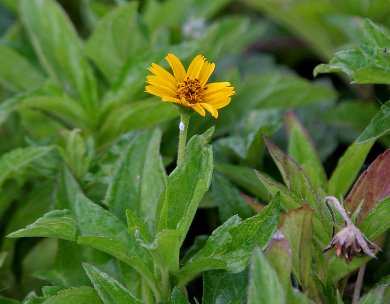 Sphagneticola trilobata (Trailing Daisy)