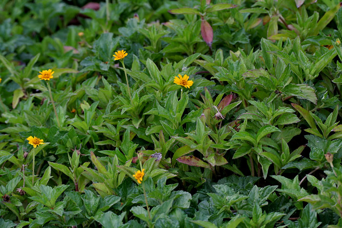Sphagneticola trilobata (Trailing Daisy)